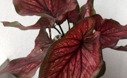 caladium-7-20