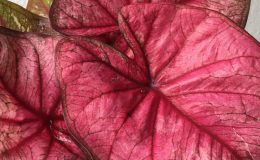 caladium-8-20