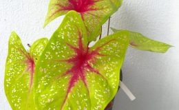 caladium-9-20