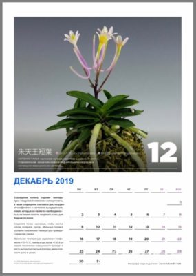 calendar page 13