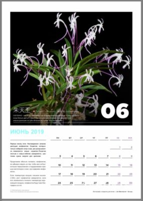 calendar page 7