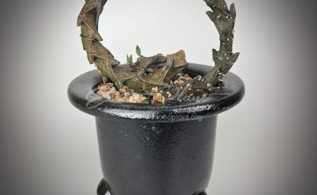 ceropegia bosseri