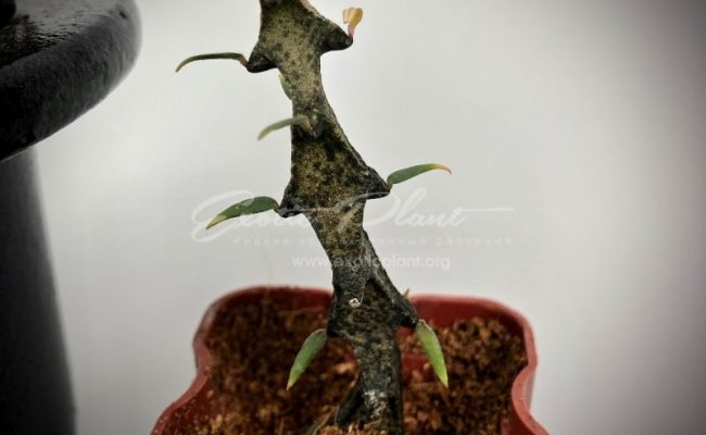 ceropegia bosseri 40