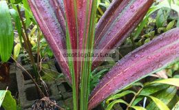 chambreyronia-hookerii-