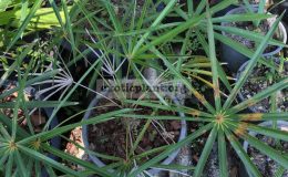coccothrinax-argentata-75