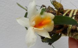 dendrobium-christyanum-20