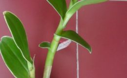 dendrobium-sp-variegated-20
