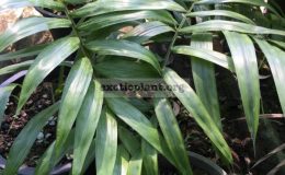 dypsis-ampasindavae-80