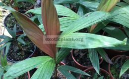 dypsis-rosea-45