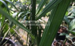 dypsis-sp-mealy-bugs-100