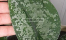 epipremnum-sp-J1-10-15