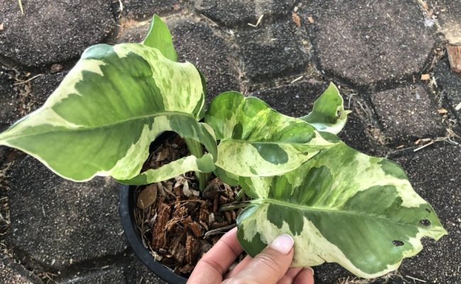 epipremnum sp big and wave leave 100