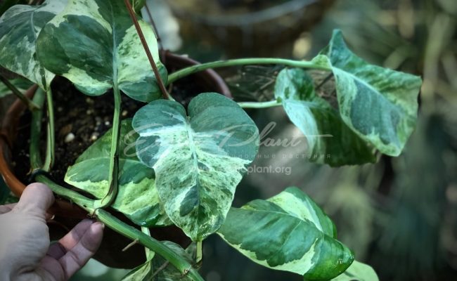 epipremnum sp cv Wow big and wave leave