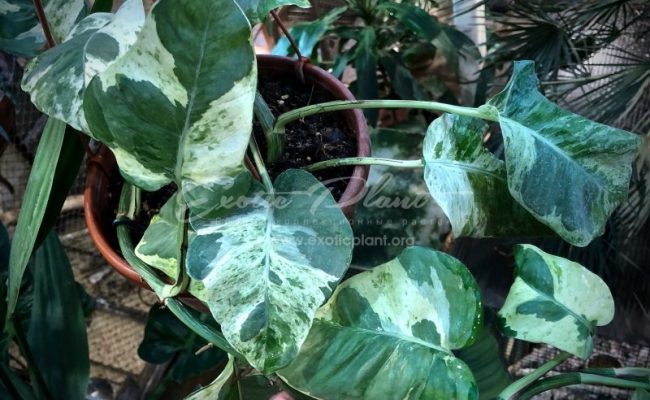 epipremnum sp cv Wow big and wave leave