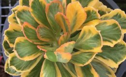 euphorbia poisonii variegated