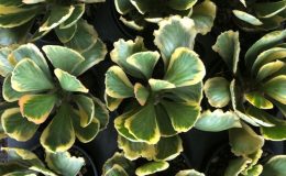 euphorbia poisonii variegated 35