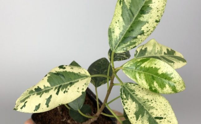 ficus sp (P2) variegated№1 60
