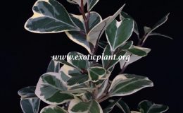 ficus-triangularis-white-variegated-