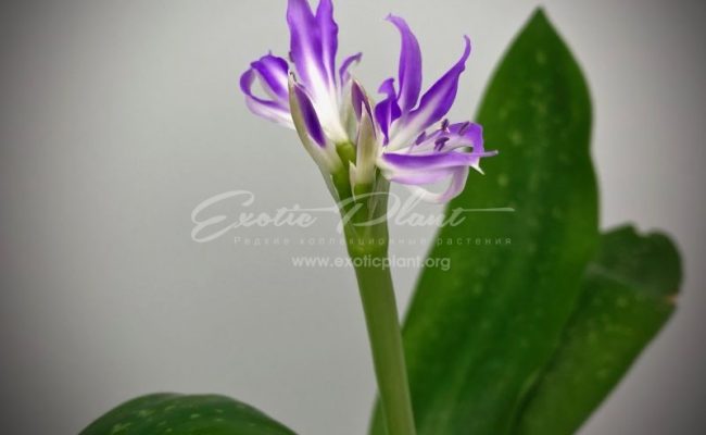 griffinia liboniana Mini Blue Amaryllis