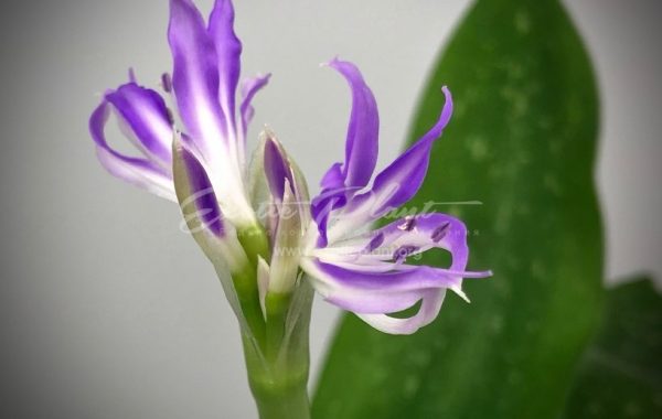 Griffinia Liboniana Mini Blue Amaryllis (Blue Crystal, Mini Worsleya) / Гриффиния либониана, гриффиния Либона, Мини Блю Амариллис (Блю кристалл, Мини ворслея), “Мини Голубой Амариллис” (“Голубой кристалл”)  45