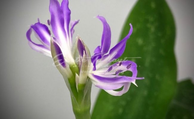 griffinia liboniana Mini Blue Amaryllis