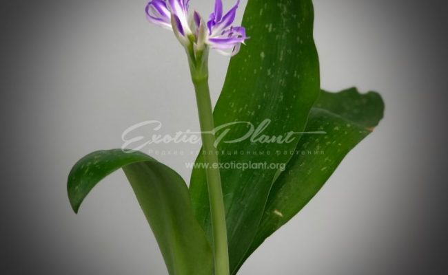 griffinia liboniana Mini Blue Amaryllis