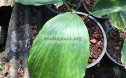 iriantea-deltoidea-65