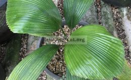 licuala-cordata-100