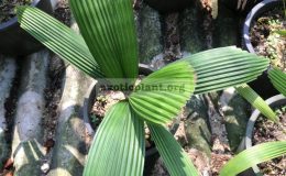 licuala-obicularis-50
