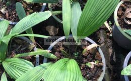 licuala-triphylla-board-leaf-80
