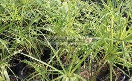 livistona-benthamii-golden-form-65