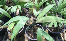 loxococos-rupicola-70