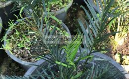macrozamia-communis-75