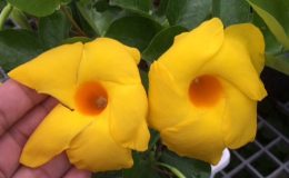 mandevilla-Opal-Citrine-35