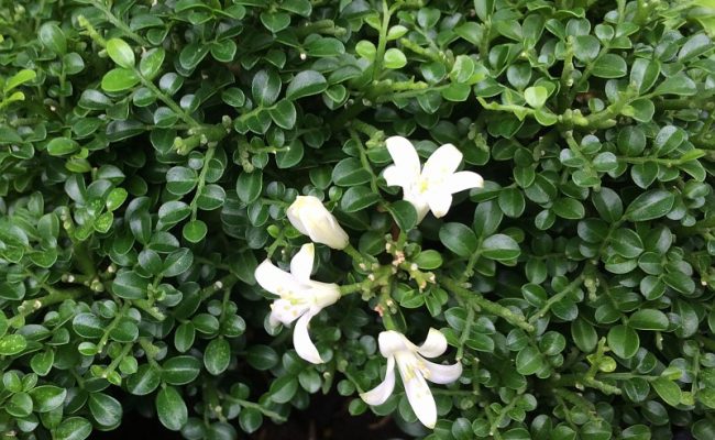 murraya-micro-flower