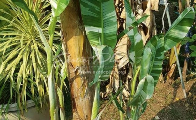 musa (banana) Florida