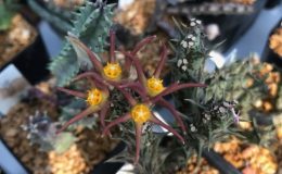 orbea laikipiensis 25