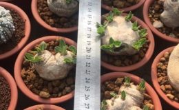 pachypodium breviucale 7-8 sm 200