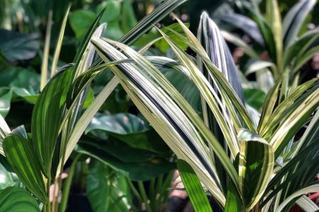 Palm and Cycad (Arecaceae, Palmae, Palmaceae, Cycadaceae, Zamiaceae) / Пальмы, Пальмовые (Арековые), Саговники (Саговниковидные), Замии (Замиевые)
