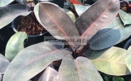 philodendron-Black-Cardinal-