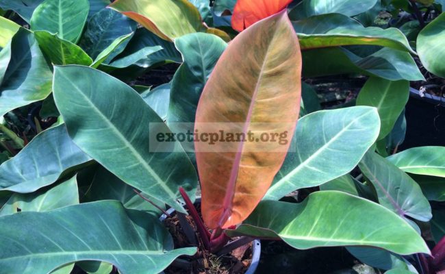 philodendron-Bonus-.