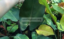 philodendron-Chang-Mai-Red-2