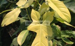 philodendron-Golden-Violine