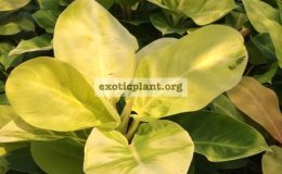 philodendron-Moonlight-