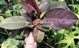 philodendron-Noname-Purple-Leaves-