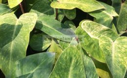 philodendron-Painted-Lady