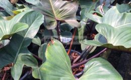 philodendron-Spanish-Guitar-1