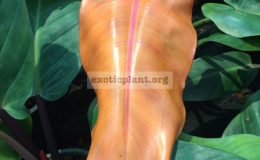 philodendron-Sunlight-Orange-Top-