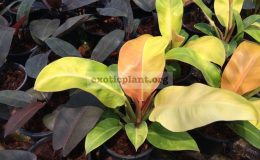 philodendron-Sunlight-Red-Splash
