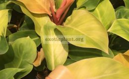 philodendron-Sunlight-compact-